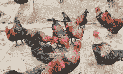 黑鸡苗售卖价格多少钱