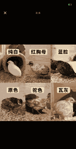 白芦丁鸡苗出售价格表