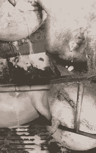 母猪产后不吃不尿