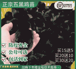 和田正宗五黑鸡苗价格表