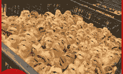 灵山孵化场鸡苗出售价格