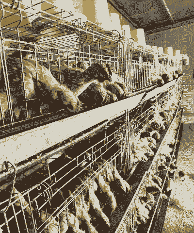 一斤左右的鸡苗价格求购