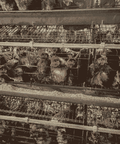 京粉六号青年鸡苗价格