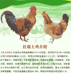 土鸡养殖场鸡苗出售价格