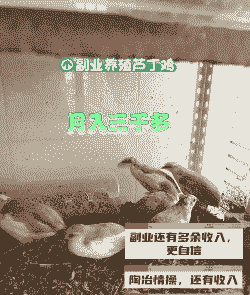绵阳芦丁鸡苗出售价格表