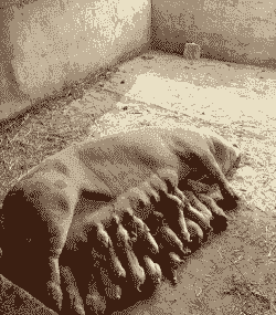 母猪产后几天吃奶