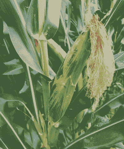 江苏玉米种植品种