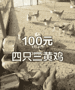 云南三黄鸡苗孵化场价格