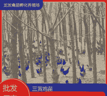 安顺孵化场鸡苗价格表