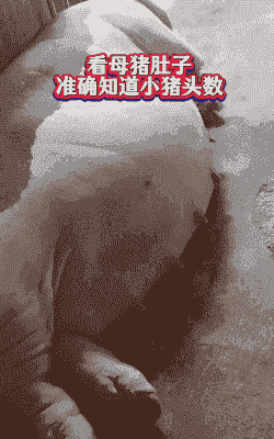 母猪产后肚子还是很大