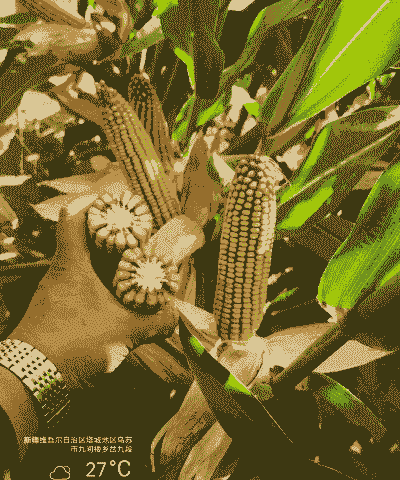 早熟玉米种植品种