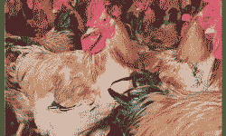 海南孵化场鸡苗价格表