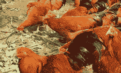 香鸡苗出售价格多少钱