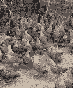 惠州麻鸡苗直销价格多少