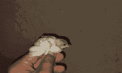 顺德芦丁鸡苗出售价格表