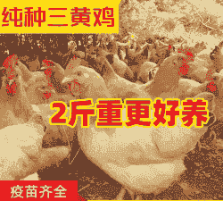 三黄鸡苗供应商价格多少