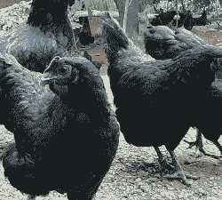 保定地区散养五黑鸡苗价格