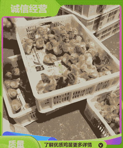 福建鸡苗最新价格行情表