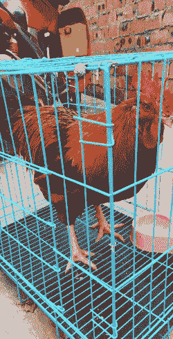 四川金堂鸡苗出售价格