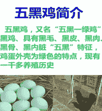 脱温五黑绿壳鸡苗价格
