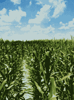 未来玉米种植前景