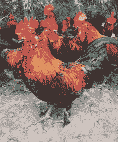 贵州土鸡脱温鸡苗价格表