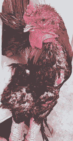 永春鸡苗出售价格多少钱