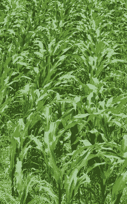 漯河玉米种植面积