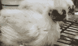 竹丝鸡苗零售价格