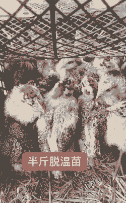 南宁一斤左右鸡苗价格多少