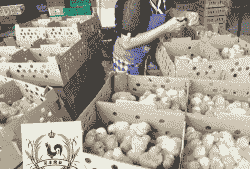 成品鸡苗出售价格多少钱