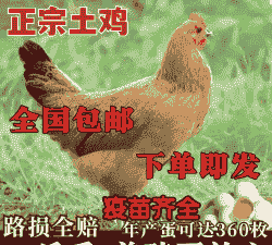 一斤半项鸡苗价格