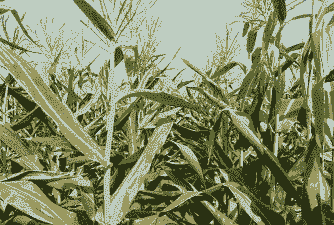 水果玉米种植地方