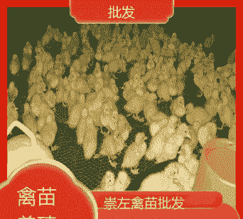 崇左鸡苗出售价格多少钱