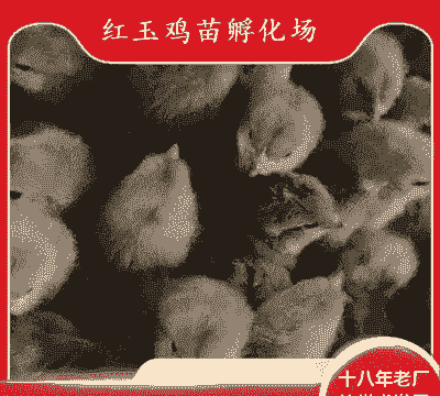 鹤壁鸡苗收购价格多少