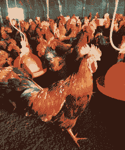 温氏鸡苗价格多少一斤