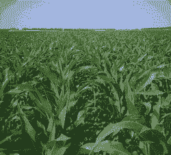 玉米种植得多深