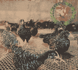 新沂芦花鸡苗出售价格表