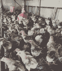 南宁一斤多的鸡苗价格