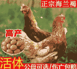 山东省海兰褐鸡苗价格