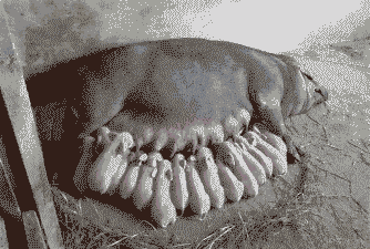 母猪产后后腿不敢站立