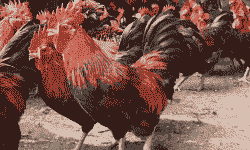 云南黑鸡苗采购价格表