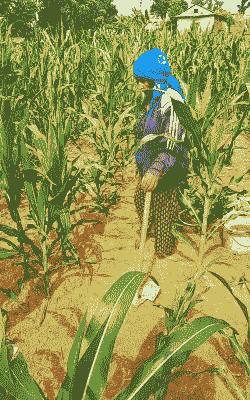 尼泊尔玉米种植地