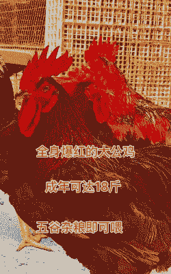 十多斤鸡苗出售价格多少