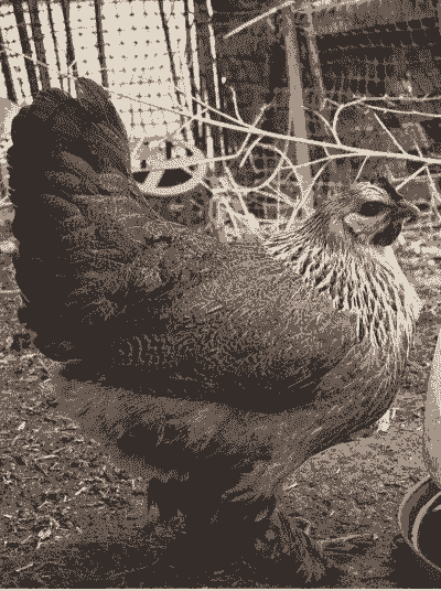 凉山岩鹰鸡苗价格多少钱