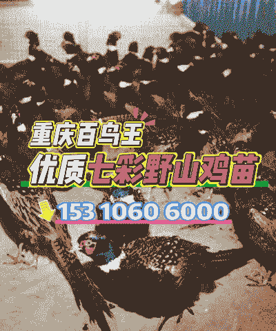 川渝片区鸡苗出售价格