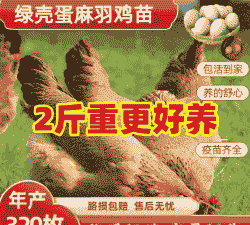 广西发货麻羽鸡苗价格表