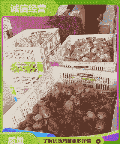 承德鸡苗出售价格多少钱