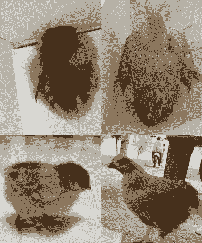 两个月前的鸡苗价格