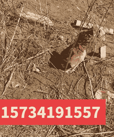 庄河散养大骨鸡苗价格表